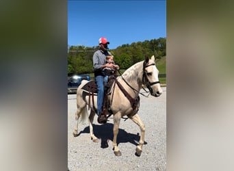 Tennessee walking horse, Hongre, 12 Ans, 152 cm, Palomino