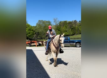 Tennessee walking horse, Hongre, 12 Ans, 152 cm, Palomino