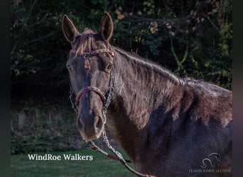 Tennessee walking horse, Hongre, 12 Ans, 152 cm, Rouan Bleu