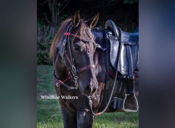 Tennessee walking horse, Hongre, 12 Ans, 152 cm, Rouan Bleu