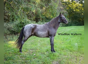 Tennessee walking horse, Hongre, 12 Ans, 152 cm, Rouan Bleu