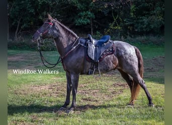 Tennessee walking horse, Hongre, 12 Ans, 152 cm, Rouan Bleu