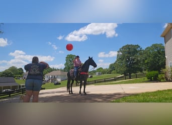 Tennessee walking horse, Hongre, 12 Ans, 152 cm, Rouan Bleu