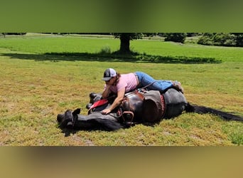 Tennessee walking horse, Hongre, 12 Ans, 152 cm, Rouan Bleu