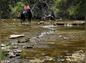 Tennessee walking horse, Hongre, 12 Ans, 152 cm, Tobiano-toutes couleurs