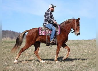 Tennessee walking horse, Hongre, 12 Ans, 155 cm, Alezan cuivré