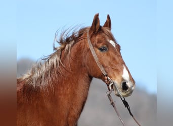 Tennessee walking horse, Hongre, 12 Ans, 155 cm, Alezan cuivré