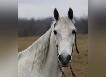 Tennessee walking horse, Hongre, 12 Ans, 155 cm, Gris pommelé