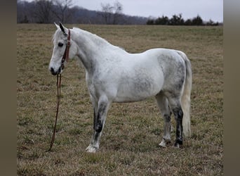 Tennessee walking horse, Hongre, 12 Ans, 155 cm, Gris pommelé