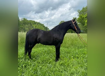 Tennessee walking horse, Hongre, 12 Ans, 155 cm, Noir