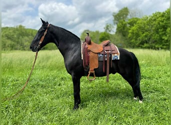 Tennessee walking horse, Hongre, 12 Ans, 155 cm, Noir