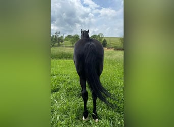 Tennessee walking horse, Hongre, 12 Ans, 155 cm, Noir