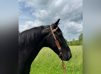 Tennessee walking horse, Hongre, 12 Ans, 155 cm, Noir