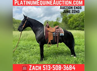 Tennessee walking horse, Hongre, 12 Ans, 155 cm, Noir