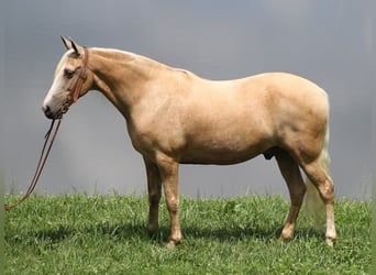 Tennessee walking horse, Hongre, 12 Ans, 157 cm, Palomino