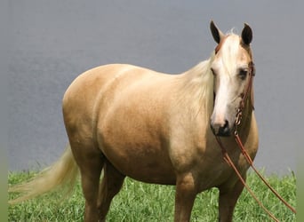 Tennessee walking horse, Hongre, 12 Ans, 157 cm, Palomino