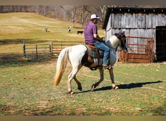 Tennessee walking horse, Hongre, 12 Ans, 157 cm, Tobiano-toutes couleurs