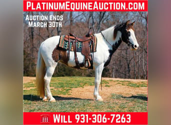 Tennessee walking horse, Hongre, 12 Ans, 157 cm, Tobiano-toutes couleurs