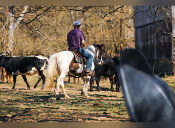 Tennessee walking horse, Hongre, 12 Ans, 157 cm, Tobiano-toutes couleurs