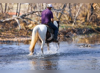 Tennessee walking horse, Hongre, 12 Ans, 157 cm, Tobiano-toutes couleurs