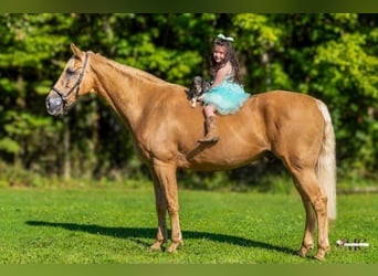 Tennessee walking horse, Hongre, 12 Ans, 160 cm, Palomino
