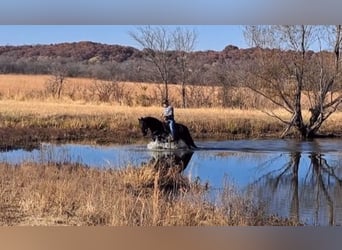 Tennessee walking horse, Hongre, 12 Ans, Noir