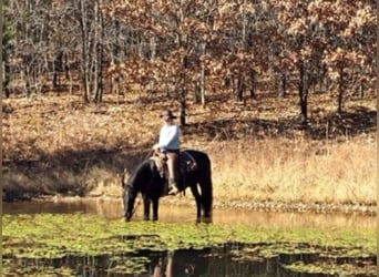 Tennessee walking horse, Hongre, 12 Ans, Noir