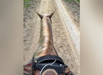 Tennessee walking horse, Hongre, 13 Ans, 132 cm, Rouan Rouge