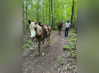 Tennessee walking horse, Hongre, 13 Ans, 132 cm, Rouan Rouge