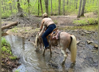 Tennessee walking horse, Hongre, 13 Ans, 132 cm, Rouan Rouge