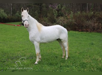 Tennessee walking horse, Hongre, 13 Ans, 142 cm, Blanc