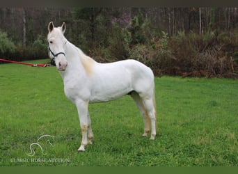 Tennessee walking horse, Hongre, 13 Ans, 142 cm, Blanc