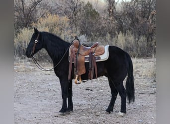 Tennessee walking horse, Hongre, 13 Ans, 142 cm, Noir