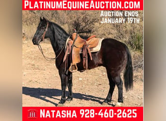 Tennessee walking horse, Hongre, 13 Ans, 142 cm, Noir