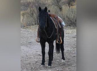 Tennessee walking horse, Hongre, 13 Ans, 142 cm, Noir