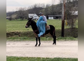 Tennessee walking horse, Hongre, 13 Ans, 145 cm, Bai cerise