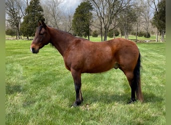 Tennessee walking horse, Hongre, 13 Ans, 147 cm, Bai cerise