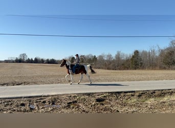 Tennessee walking horse, Hongre, 13 Ans, 152 cm, Alezan cuivré