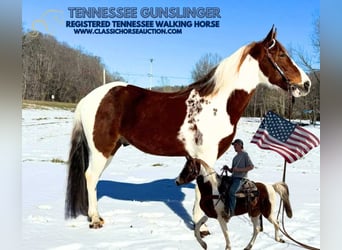 Tennessee walking horse, Hongre, 13 Ans, 152 cm, Alezan cuivré