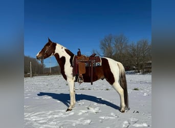 Tennessee walking horse, Hongre, 13 Ans, 152 cm, Alezan cuivré