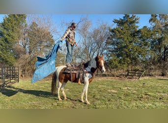 Tennessee walking horse, Hongre, 13 Ans, 152 cm, Alezan cuivré