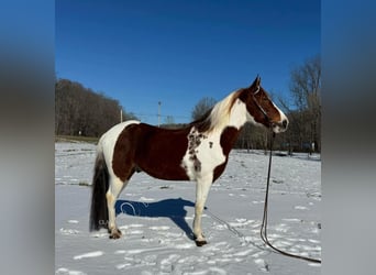 Tennessee walking horse, Hongre, 13 Ans, 152 cm, Alezan cuivré