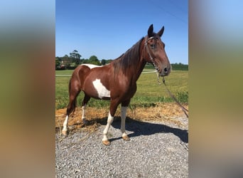 Tennessee walking horse, Hongre, 13 Ans, 152 cm, Bai cerise