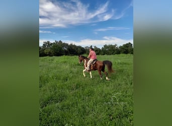 Tennessee walking horse, Hongre, 13 Ans, 152 cm, Bai cerise