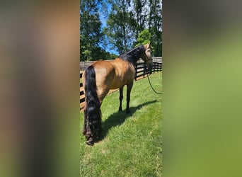 Tennessee walking horse, Hongre, 13 Ans, 152 cm, Buckskin