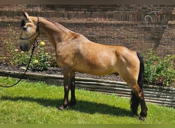 Tennessee walking horse, Hongre, 13 Ans, 152 cm, Buckskin