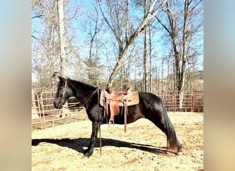 Tennessee walking horse, Hongre, 13 Ans, 152 cm, Noir