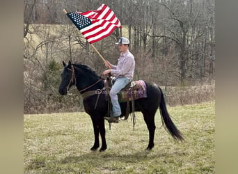 Tennessee walking horse, Hongre, 13 Ans, 152 cm, Noir