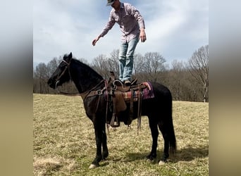 Tennessee walking horse, Hongre, 13 Ans, 152 cm, Noir