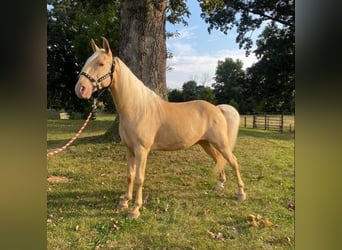Tennessee walking horse, Hongre, 13 Ans, 152 cm, Palomino